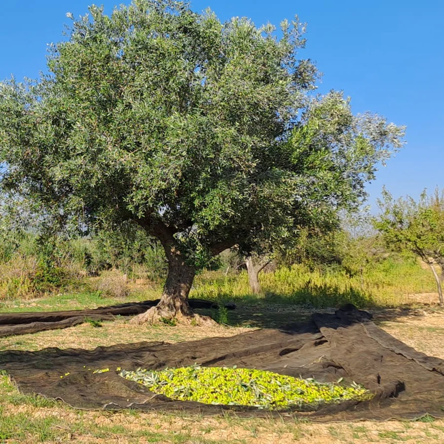 Recollida d' olives en un camp