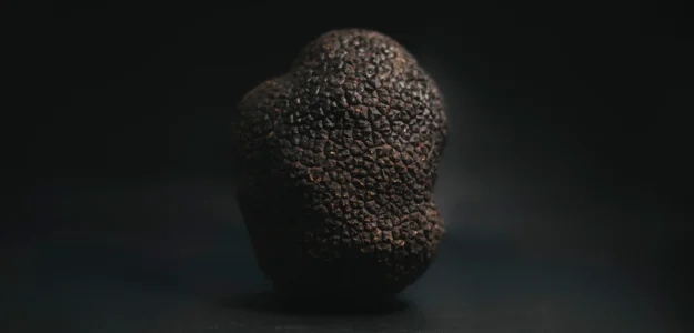 Sybarite Trufa Benassal