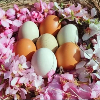 Imagen de Huevos Sant Pau
