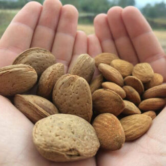 Manos con almendras Frutos Secos Escrig