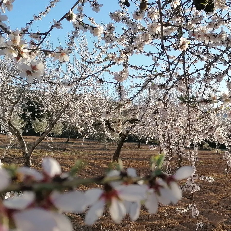 Ametllers en flor