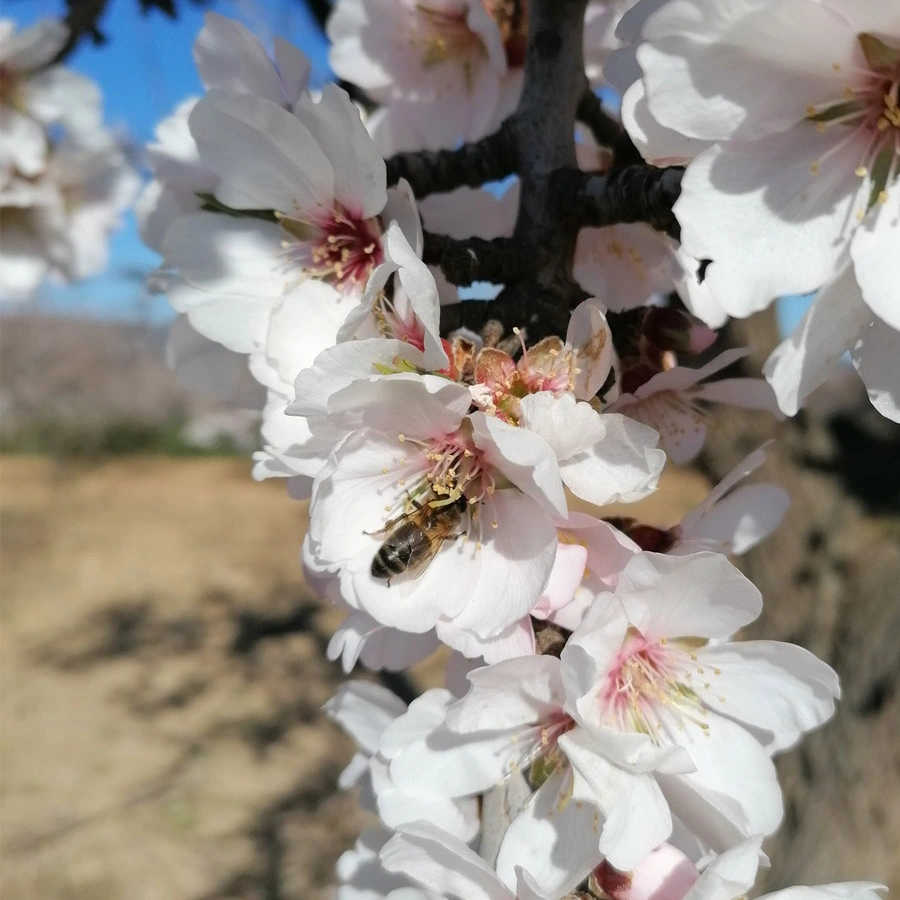 Foto d' ametller en flor amb abella