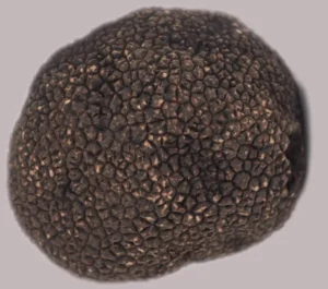 Trufa negra
